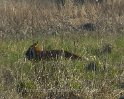 Rotfuchs im Schilf am de Witt see